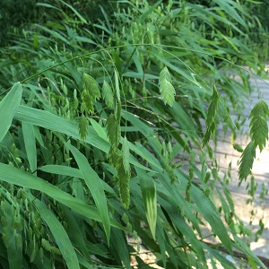 CHASMANTHIUM latifolium